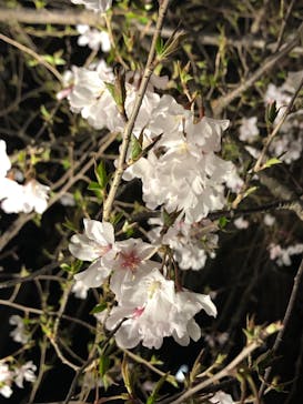 『NAKED FLOWERS 2023 桜 世界遺産・二条城』に投稿された画像（2023/3/17）