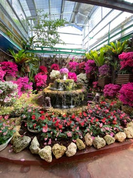 ナゴパイナップルパークに投稿された画像（2023/3/17）