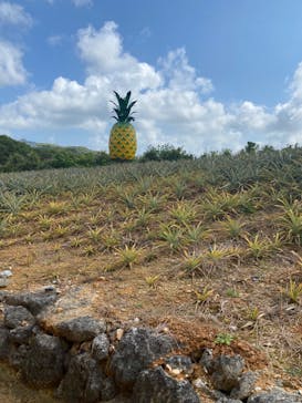 ナゴパイナップルパークに投稿された画像（2023/3/17）