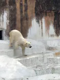 天王寺動物園に投稿された画像（2023/3/17）