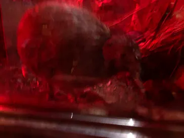 天王寺動物園に投稿された画像（2023/3/17）