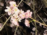 『NAKED FLOWERS 2023 桜 世界遺産・二条城』に投稿された画像（2023/3/17）