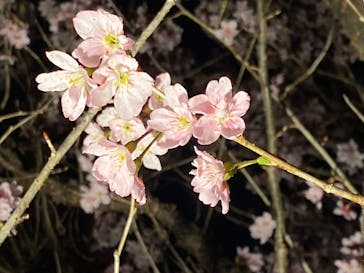 『NAKED FLOWERS 2023 桜 世界遺産・二条城』に投稿された画像（2023/3/17）