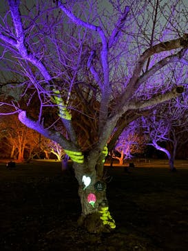 『NAKED FLOWERS 2023 桜 世界遺産・二条城』に投稿された画像（2023/3/17）