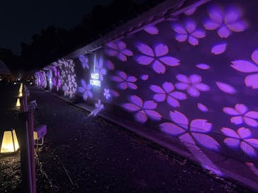 『NAKED FLOWERS 2023 桜 世界遺産・二条城』に投稿された画像（2023/3/17）