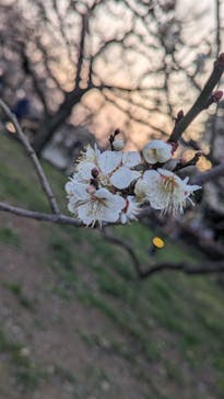 偕楽園本園に投稿された画像（2023/3/17）