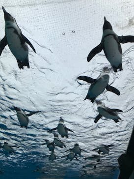 サンシャイン水族館に投稿された画像（2023/3/18）