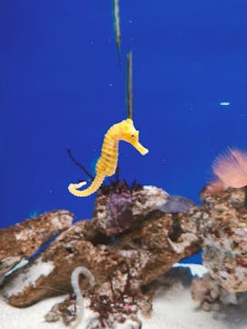 サンシャイン水族館に投稿された画像（2023/3/18）