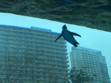 サンシャイン水族館に投稿された画像（2023/3/18）