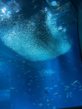 アクアワールド茨城県大洗水族館に投稿された画像（2023/3/18）