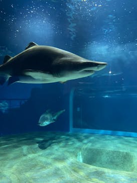 アクアワールド茨城県大洗水族館に投稿された画像（2023/3/18）