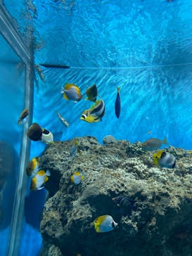 アクアワールド茨城県大洗水族館に投稿された画像（2023/3/18）