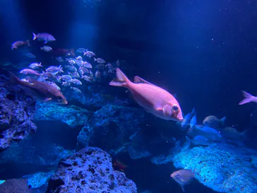 すみだ水族館に投稿された画像（2023/3/18）