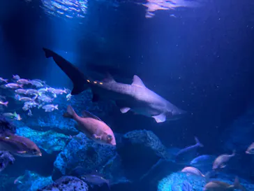 すみだ水族館に投稿された画像（2023/3/18）