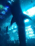 沖縄美ら海水族館に投稿された画像（2023/3/18）