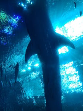 沖縄美ら海水族館に投稿された画像（2023/3/18）