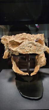 特別展「恐竜博2023」に投稿された画像（2023/3/18）