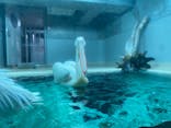 大分マリーンパレス水族館 「うみたまご」に投稿された画像（2023/3/18）