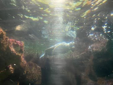 ゼロ距離水族館 伊勢シーパラダイスに投稿された画像（2023/3/18）