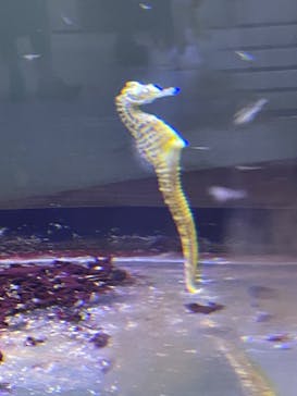 ゼロ距離水族館 伊勢シーパラダイスに投稿された画像（2023/3/18）