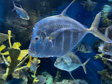 サンシャイン水族館に投稿された画像（2023/3/18）