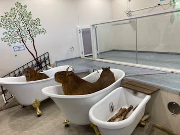 アニタッチみなとみらいに投稿された画像（2023/3/18）