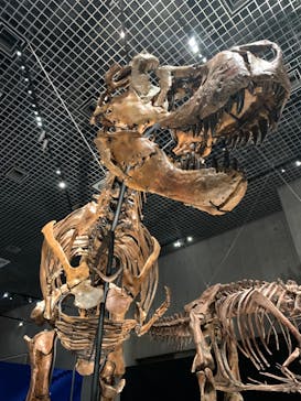 特別展「恐竜博2023」に投稿された画像（2023/3/18）