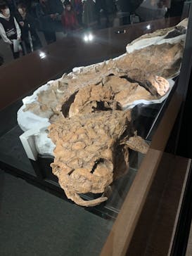 特別展「恐竜博2023」に投稿された画像（2023/3/18）