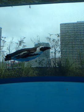 サンシャイン水族館に投稿された画像（2023/3/18）