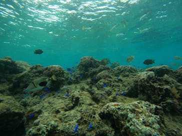 沖縄マリンサービス碧に投稿された画像（2023/3/18）