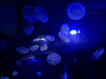 サンシャイン水族館に投稿された画像（2023/3/18）