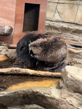 那須どうぶつ王国に投稿された画像（2023/3/18）