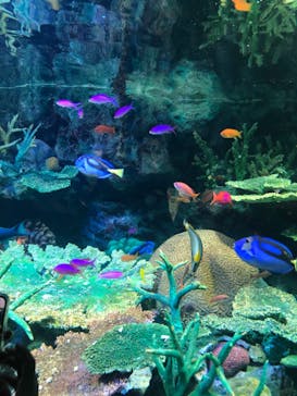 サンシャイン水族館に投稿された画像（2023/3/18）