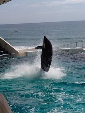 鴨川シーワールドに投稿された画像（2023/3/18）