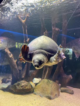 カワスイ 川崎⽔族館に投稿された画像（2023/3/18）