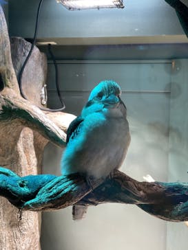 カワスイ 川崎⽔族館に投稿された画像（2023/3/18）