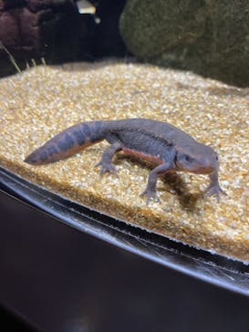 カワスイ 川崎⽔族館に投稿された画像（2023/3/18）