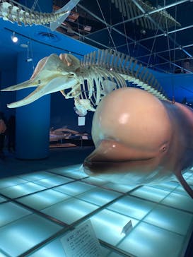 名古屋港水族館に投稿された画像（2023/3/18）