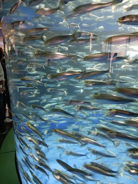 アクアワールド茨城県大洗水族館に投稿された画像（2023/3/18）
