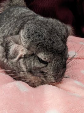 Moff animal cafe イオンモール幕張新都心店に投稿された画像（2023/3/18）