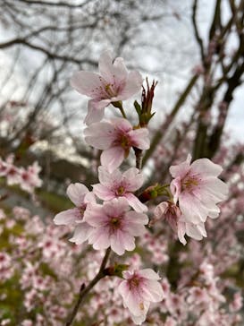 元離宮二条城に投稿された画像（2023/3/18）