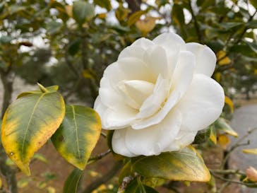 元離宮二条城に投稿された画像（2023/3/18）