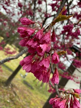 元離宮二条城に投稿された画像（2023/3/18）