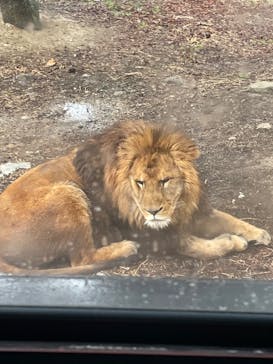 群馬サファリパークに投稿された画像（2023/3/18）