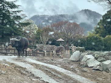 群馬サファリパークに投稿された画像（2023/3/18）