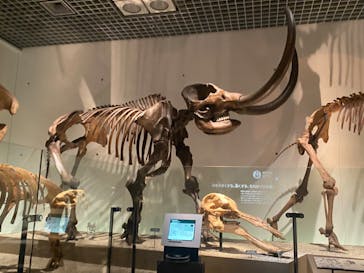 国立科学博物館に投稿された画像（2023/3/18）