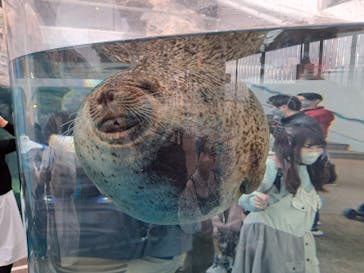 京都水族館に投稿された画像（2023/3/18）