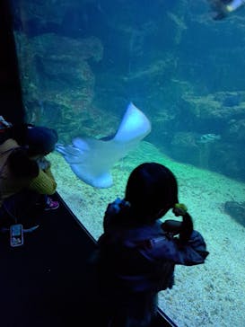 京都水族館に投稿された画像（2023/3/18）