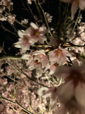 『NAKED FLOWERS 2023 桜 世界遺産・二条城』に投稿された画像（2023/3/18）