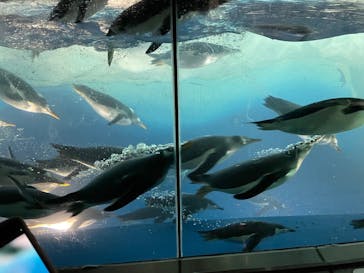 名古屋港水族館に投稿された画像（2023/3/18）